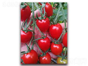 Ǭ��С�t����-���ѷN��-Ǭ�·N�I(y��)