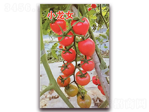 С��Ů-�۹�С���ѷN��-Ǭ�·N�I(y��)