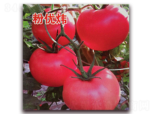 Ǭ�·ۃ�(y��u)��-���ѷN��-Ǭ�·N�I(y��)