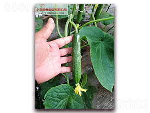 Ǭ��1517-�S�ϷN��-Ǭ�·N�I(y��)