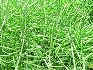 ������27-�Ͳ˷N��-δ���N�I(y��)