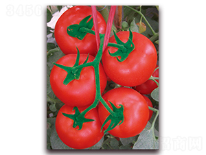 �Kɺ��-������ѷN��-���S��