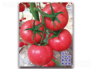 ����113-������ѷN��-���S��