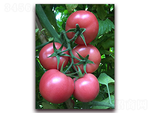 �۵�һ̖(h��o)-������ѷN��-���S��