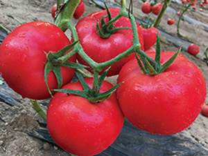 ؐ��-������ѷN��-���S��