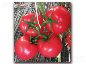 �S����̖(h��o)-������ѷN��-���S��