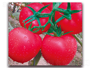 STP-F518-������ѷN��-���S��