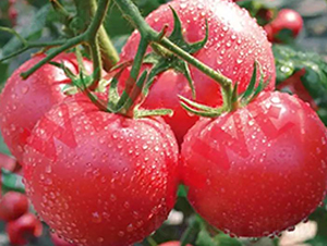 �}����-������ѷN��-���S��