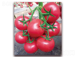 ������-������ѷN��-���S��