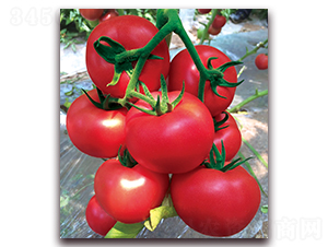 ���݋I-������ѷN��-���S��