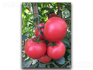 ����ɭ-������ѷN��-���S��