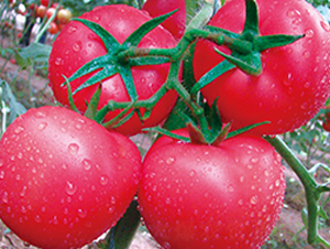 �����z��̖(h��o)-������ѷN��-���S��