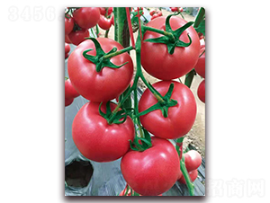 ����2106-������ѷN��-���S��