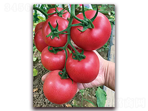 ��(w��n)���S��̖(h��o)-������ѷN��-���S��