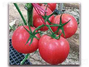 �����z��̖(h��o)-������ѷN��-���S��