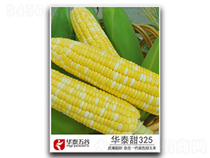 �A̩��325-�����׷N��-�A̩���