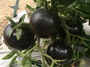 �����Ԫ������-���ѷN��-���i