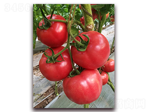 ����1729-���ѷN��-���i