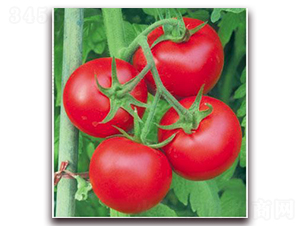 ����11̖(h��o)-���ѷN��-���i