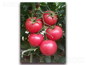 ����236-���ѷN��-���i