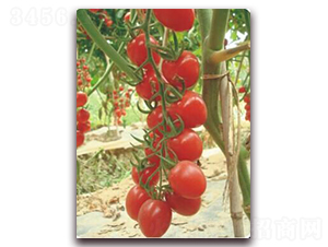 �������һ̖(h��o)-���ҷ��ѷN��-���i