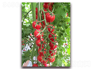 ����19̖(h��o)-���ҷ��ѷN��-���i