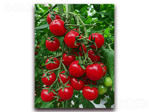 ������ö�̖(h��o)-���ҷ��ѷN��-���i