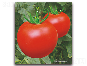 ���￹TYM215-��t���ѷN��-���i