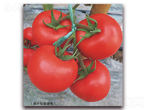 ����513-��t���ѷN��-���i