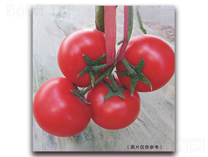 ����515-��t���ѷN��-���i