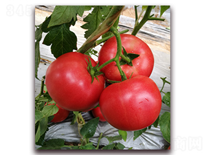 ����M7-�ۼt���ѷN��-���i