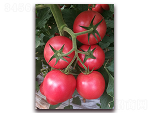 ����ʥ�ȁ�04-�ۼt���ѷN��-���i