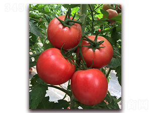 ����1828-���ѷN��-���i