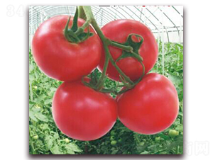 ����s��-���ѷN��-���i