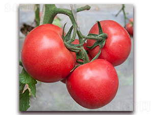 ����۶�-���ѷN��-���i