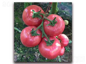 ��������-���ѷN��-���i