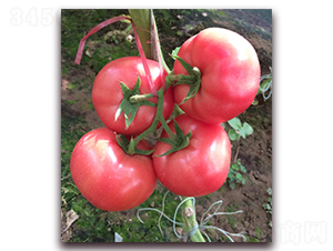 ���������̖-���ѷN��-���i