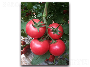 ����322-���ѷN��-���i