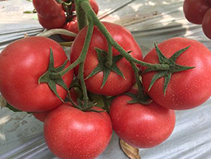 ����951-���ѷN��-���i