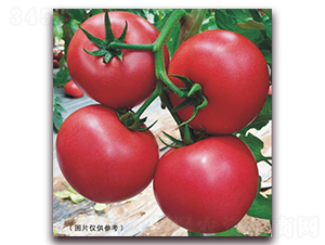 ����ʥ�ȁ�50-���ѷN��-���i