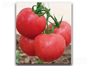 ����8̖(h��o)B��-���ѷN��-���i