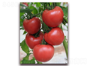 ����9̖-���ѷN��-���i