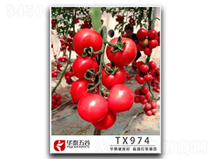 TX974-���ѷN��-�A̩���