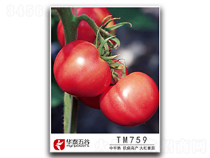 TM759-���ѷN��-�A̩���