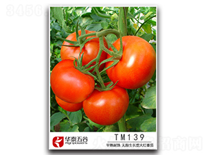 TM139-���ѷN��-�A̩���