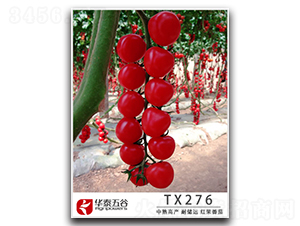 TX276-���ѷN��-�A̩���