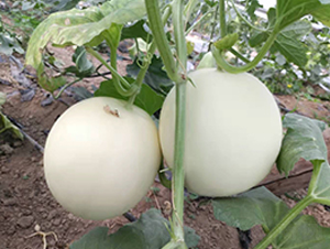 ����115-��ϷN��-��(��i)��N�I(y��)