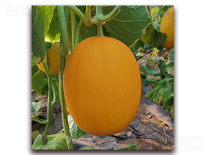 �ļ��tӢ-��ϷN��-��(��i)��N�I(y��)