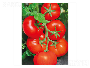 ���o�t819-���ѷN��-����