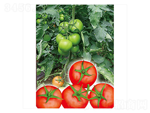 �P��617-���ѷN��-����